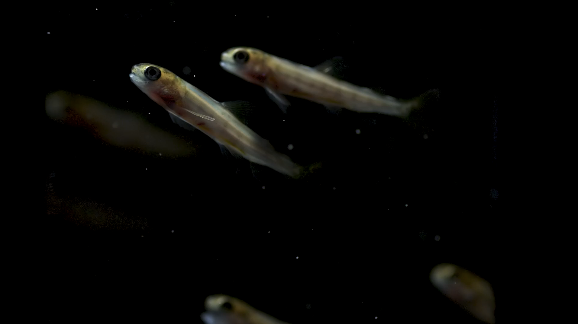 I yngelhallen er det 16 fiskekar á 500 liter til forsøksfiskproduksjon.