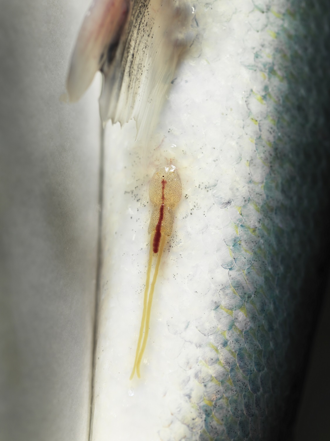 Nærbilde av lakselus