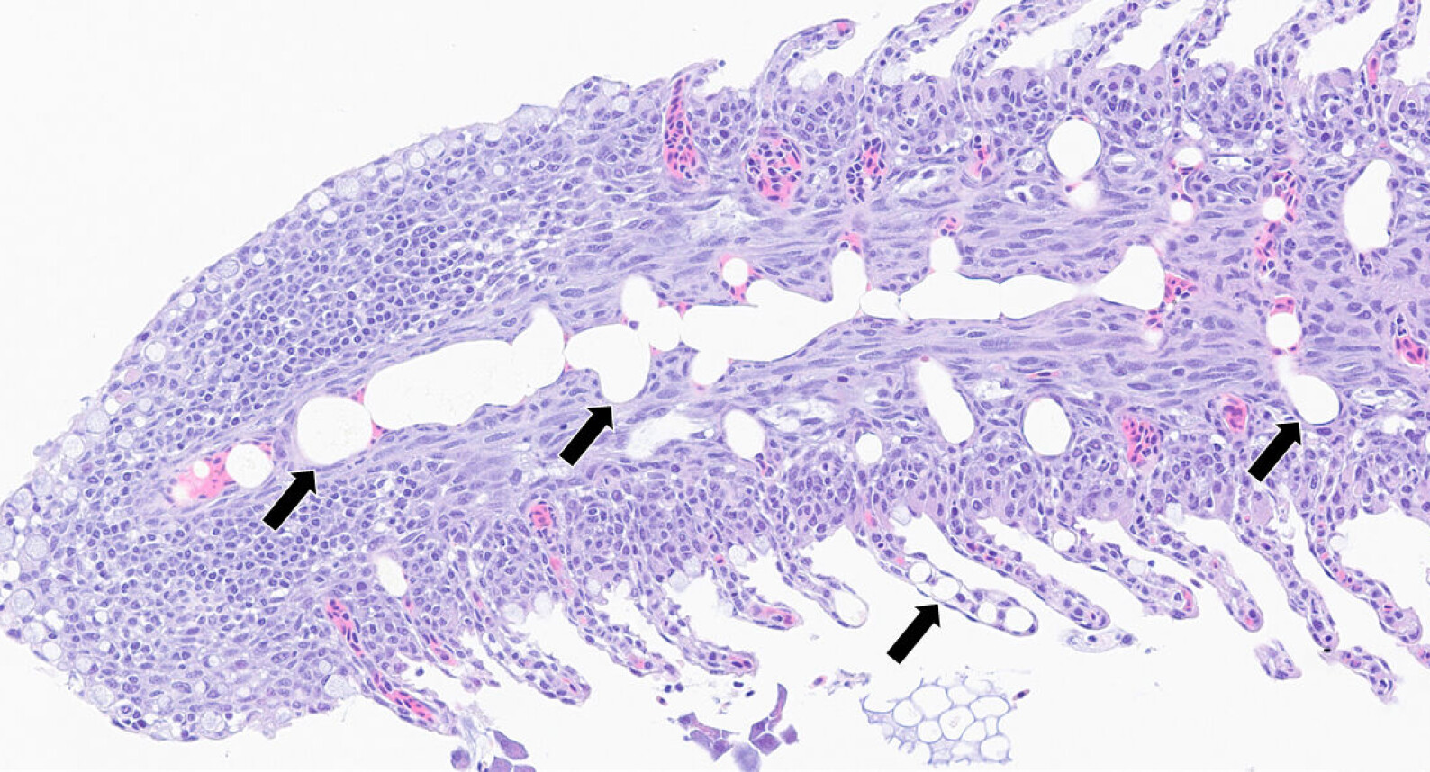 Foto: Pharmaq Analytic